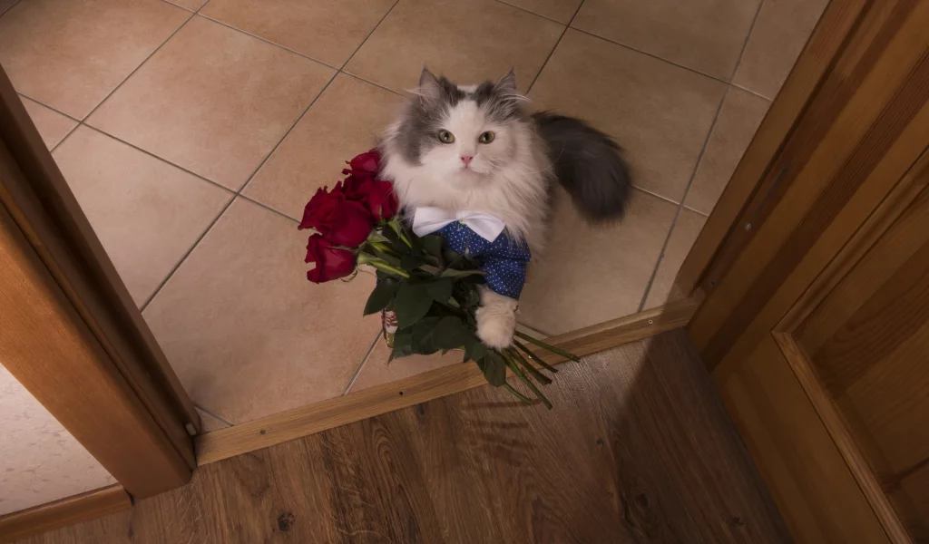 кот, розы