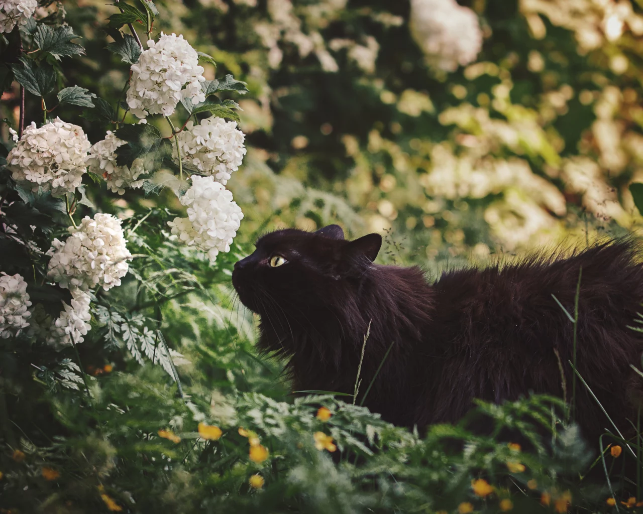 цветы, черная кошка, природа