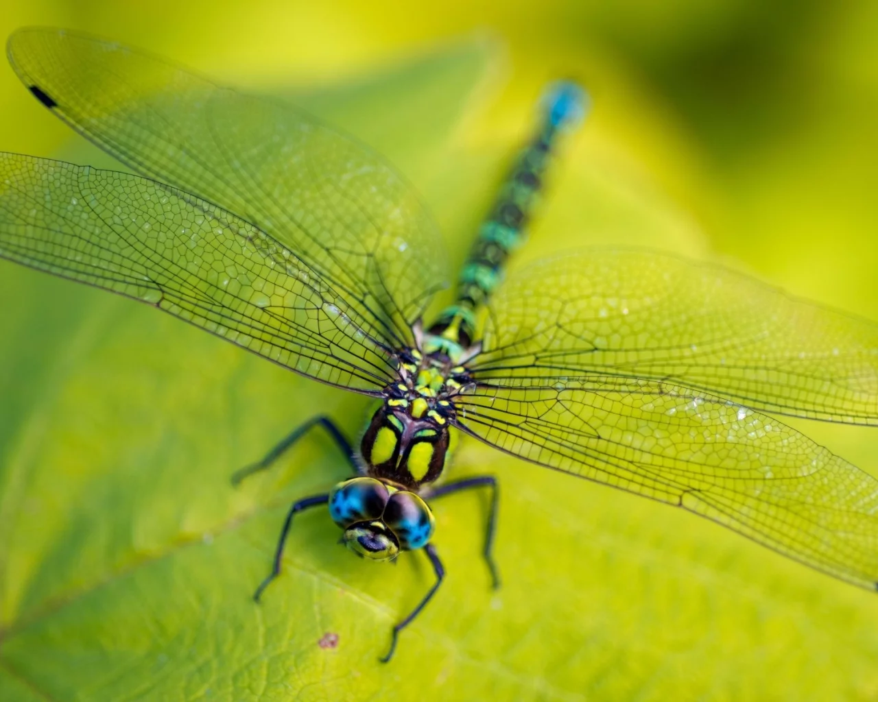 vegetation, macro, leaves, legs, ragonfly, eyes, green, wings, head, insect