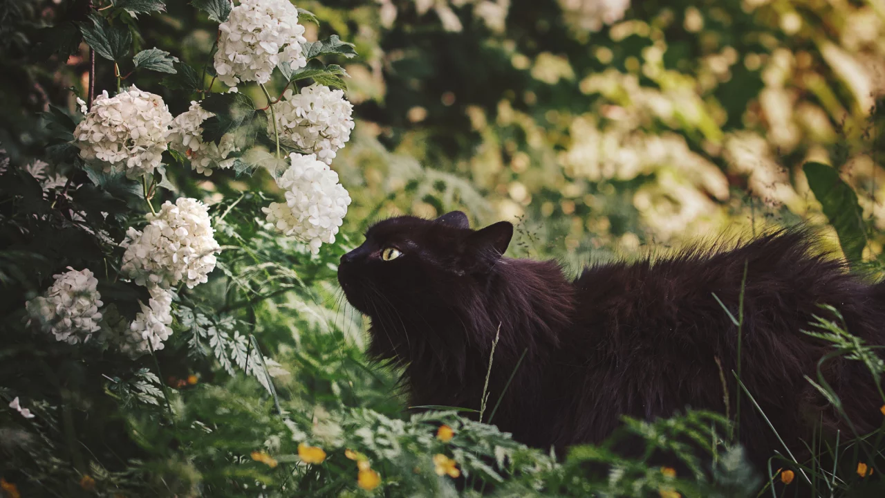 цветы, черная кошка, природа