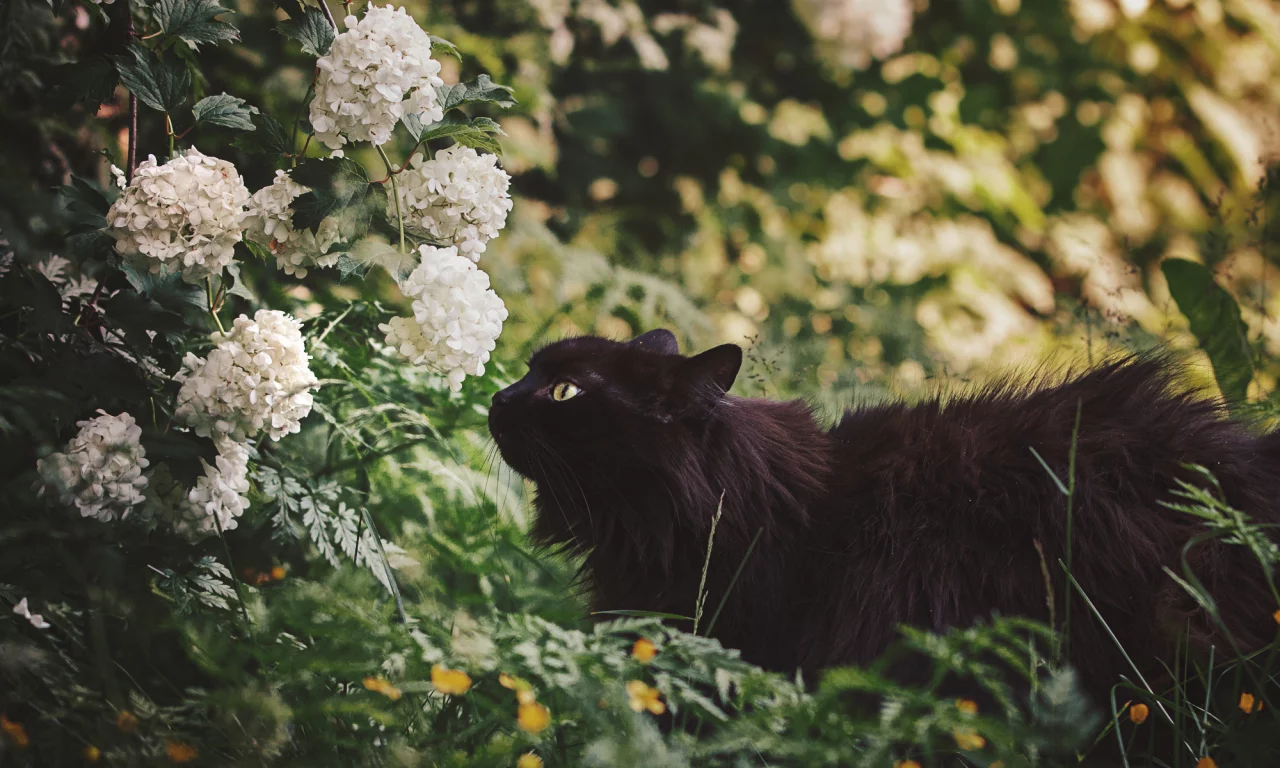 цветы, черная кошка, природа