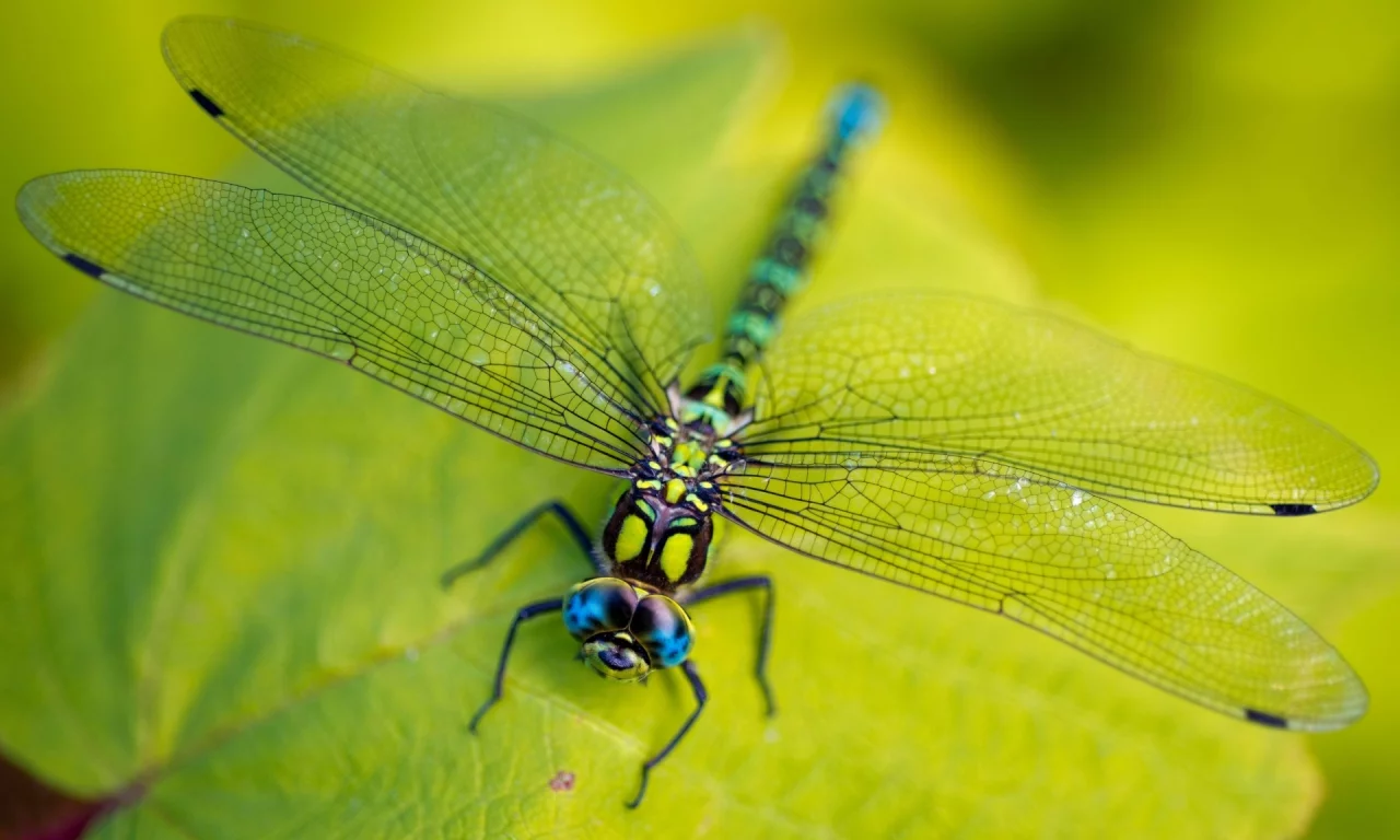vegetation, macro, leaves, legs, ragonfly, eyes, green, wings, head, insect
