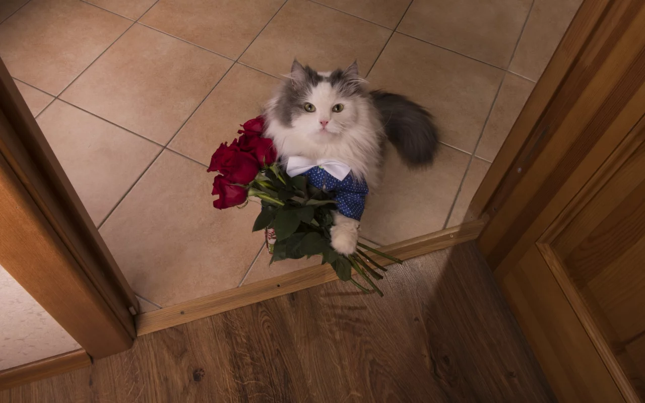 кот, розы