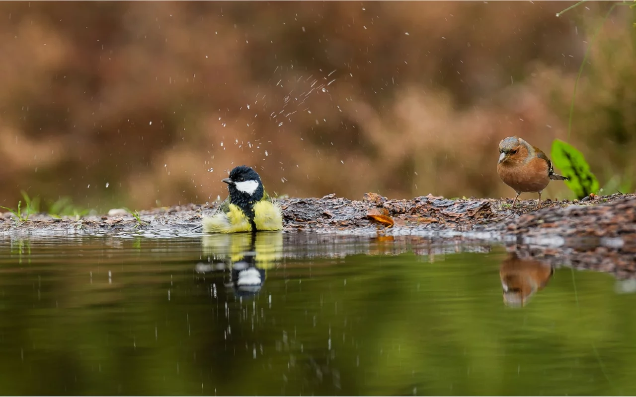 вода, лужа, птицы