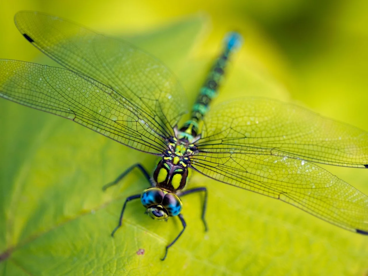vegetation, macro, leaves, legs, ragonfly, eyes, green, wings, head, insect