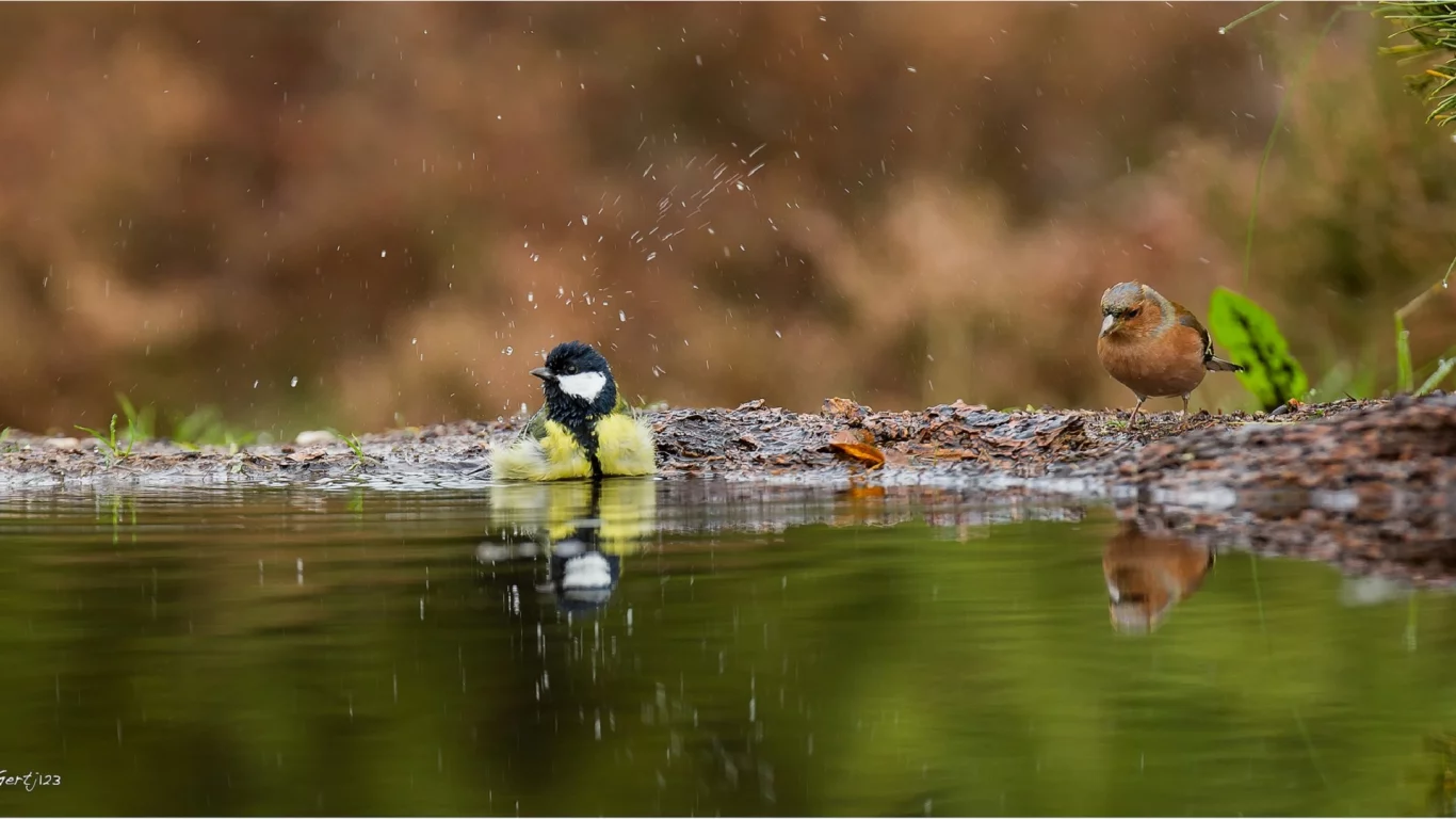 вода, лужа, птицы