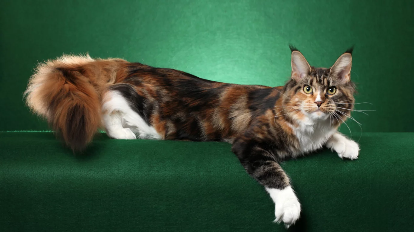 кошка, позирует
