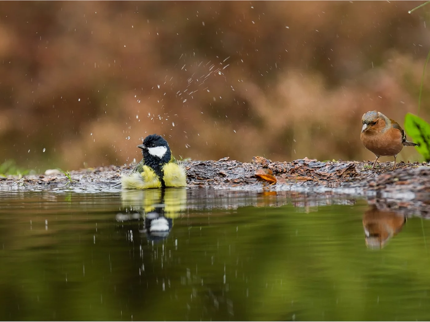 вода, лужа, птицы