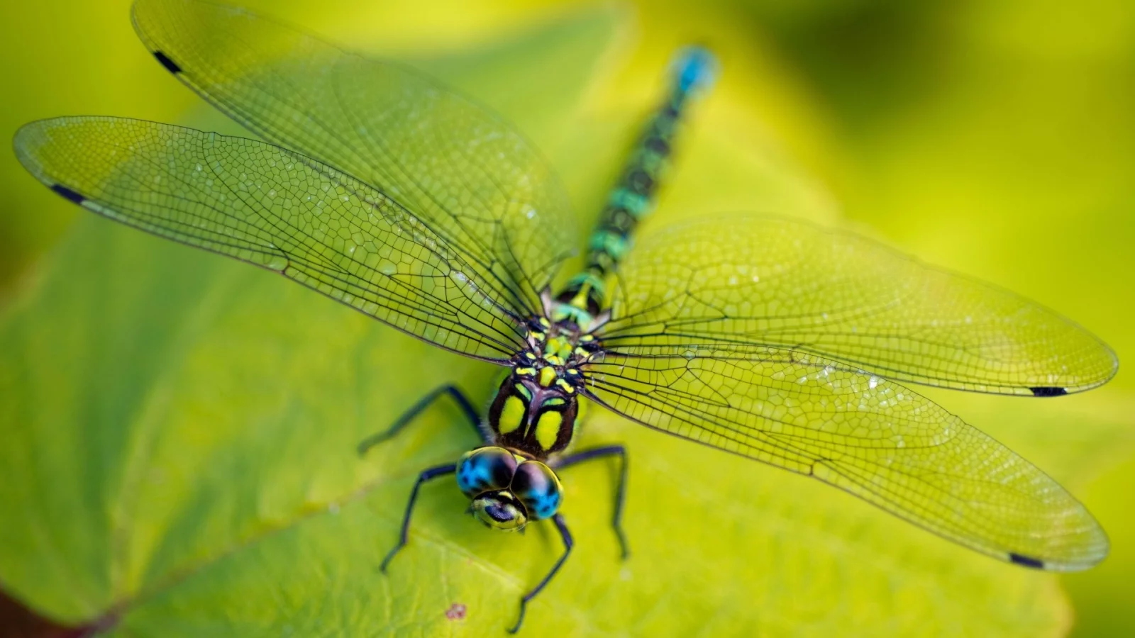 vegetation, macro, leaves, legs, ragonfly, eyes, green, wings, head, insect
