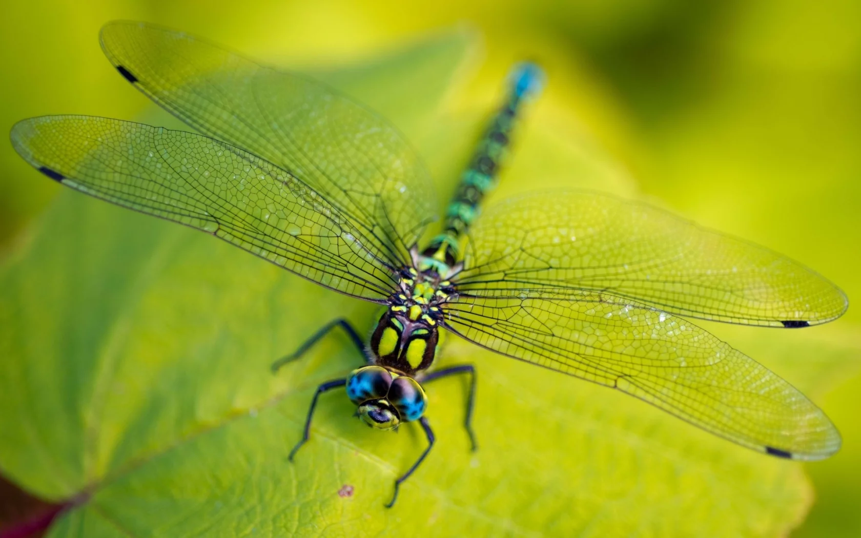 vegetation, macro, leaves, legs, ragonfly, eyes, green, wings, head, insect