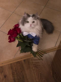 кот, розы