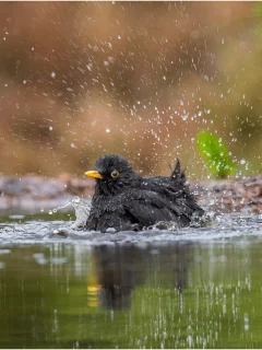 вода, лужа, птица