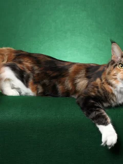 кошка, позирует