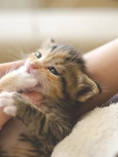 котенок, девушка