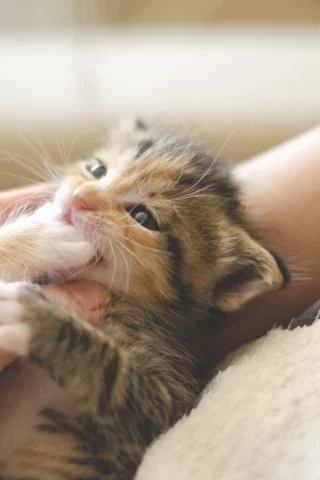 котенок, девушка