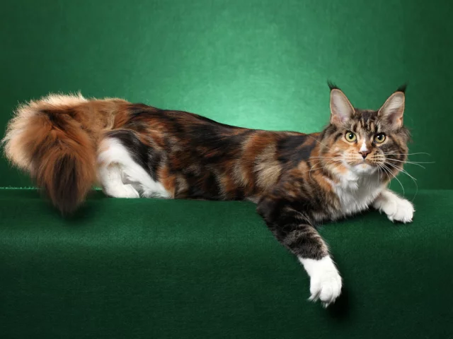 кошка, позирует