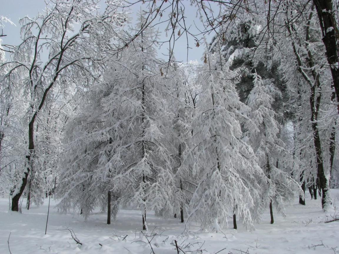серебро зимы, январь, парк, лиственницы в снегу