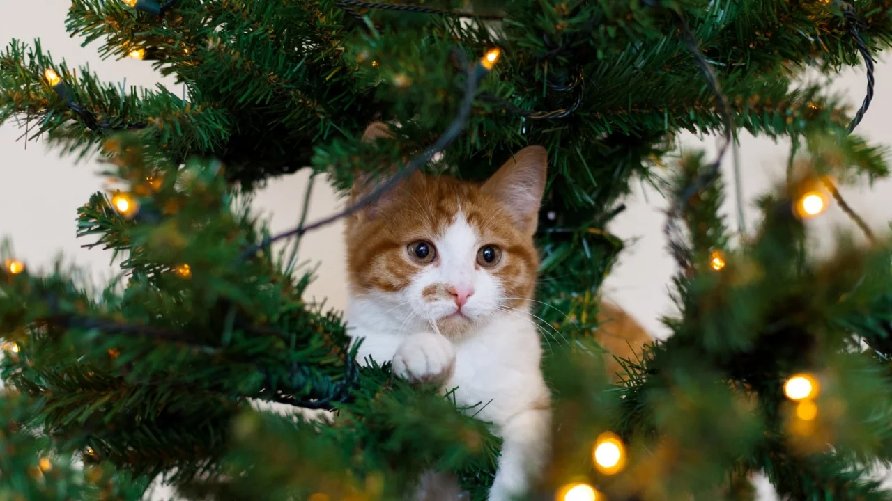 кошка, гирлянда, праздник, котёнок, белый, рыжий, елка, кот
