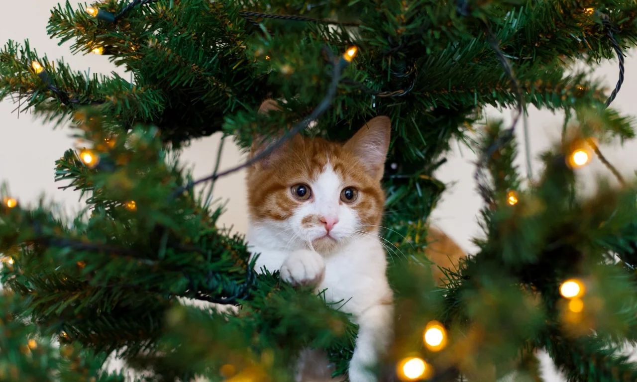 кошка, гирлянда, праздник, котёнок, белый, рыжий, елка, кот