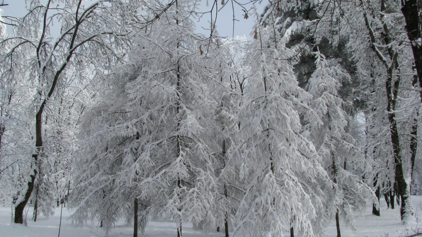 серебро зимы, январь, парк, лиственницы в снегу