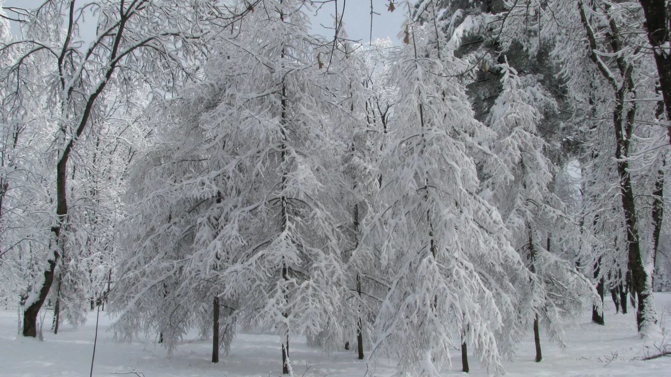 серебро зимы, январь, парк, лиственницы в снегу