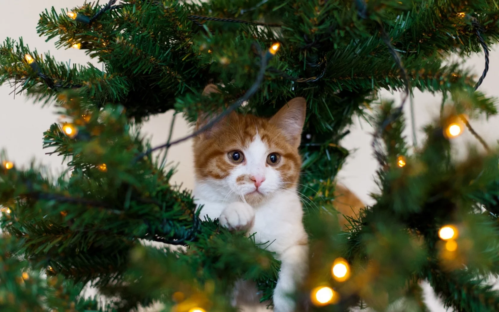 кошка, гирлянда, праздник, котёнок, белый, рыжий, елка, кот
