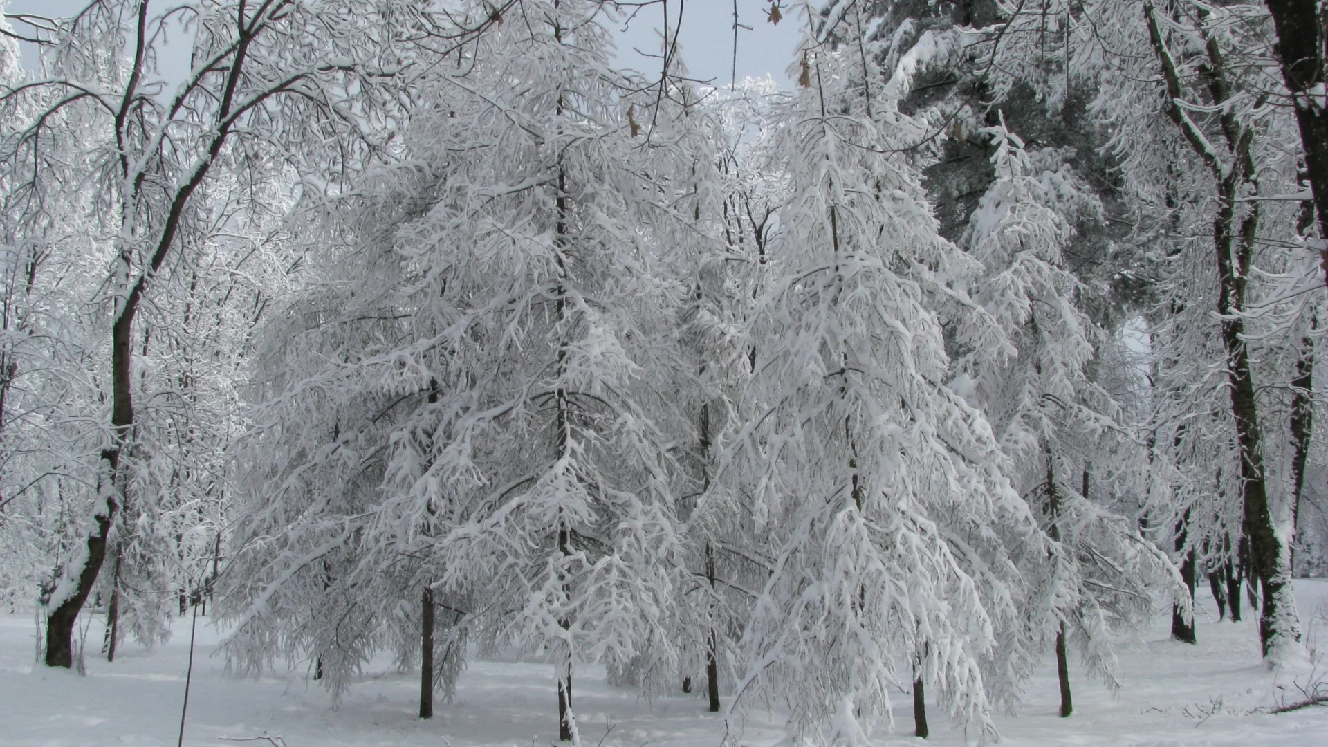 серебро зимы, январь, парк, лиственницы в снегу