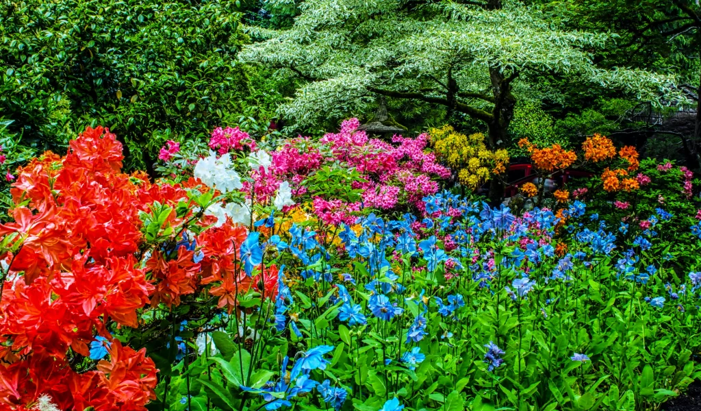 канада, сады, рододендрон, butchart gardens, природа
