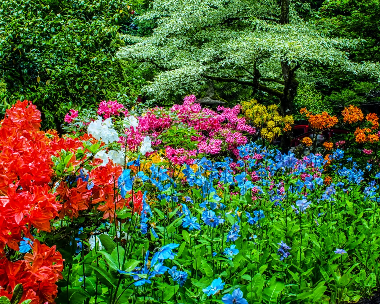 канада, сады, рододендрон, butchart gardens, природа
