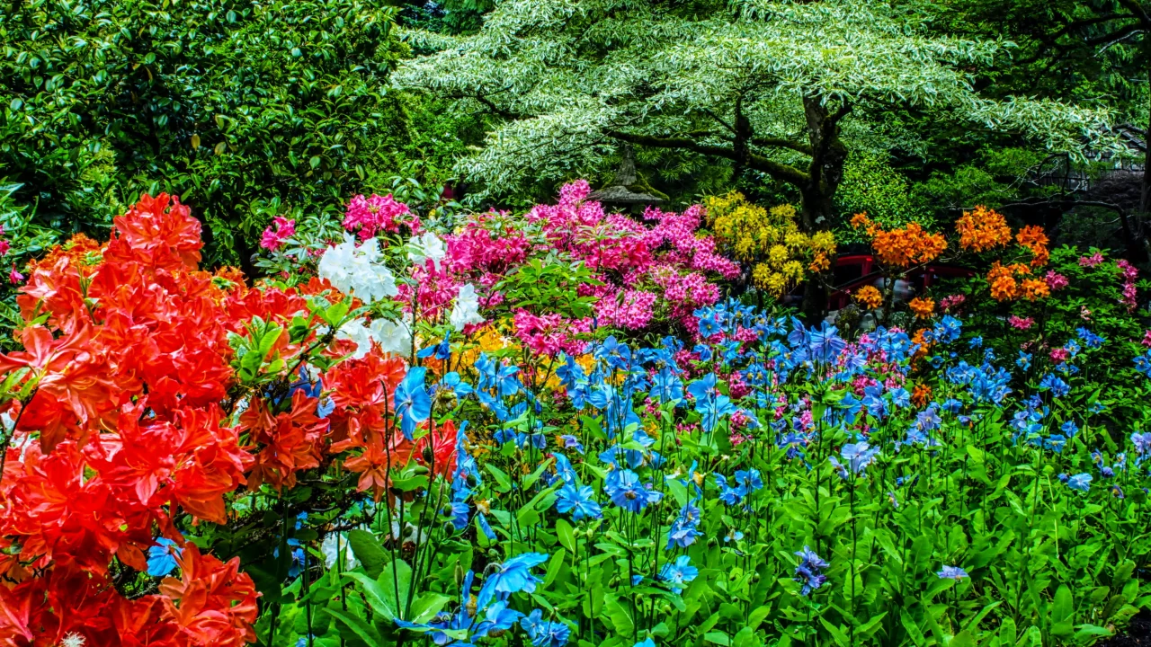 канада, сады, рододендрон, butchart gardens, природа