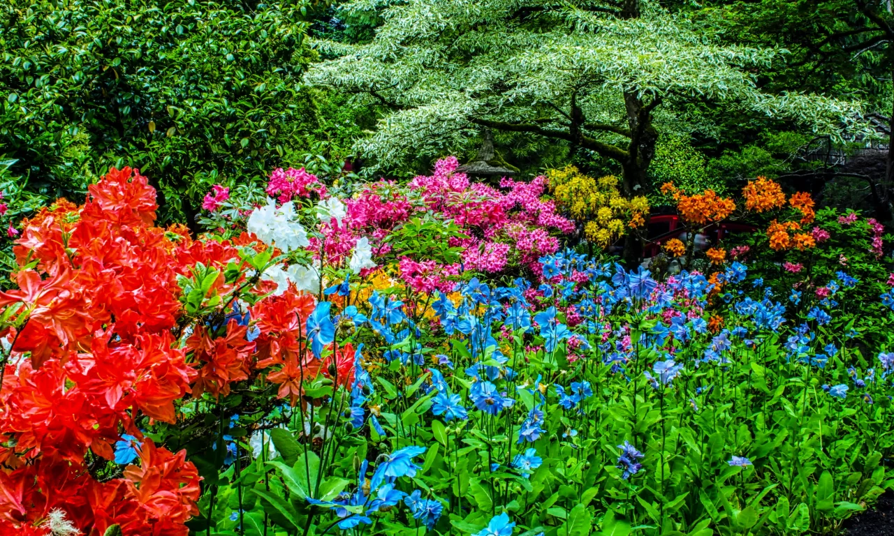 канада, сады, рододендрон, butchart gardens, природа