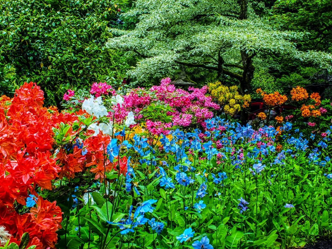канада, сады, рододендрон, butchart gardens, природа