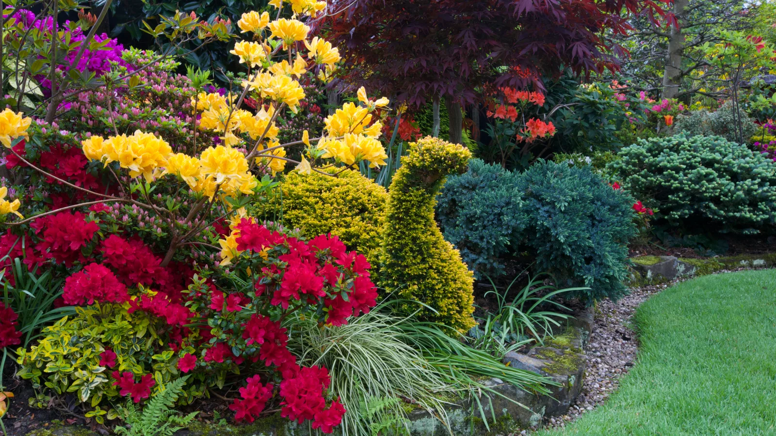 англия, парки, рододендрон, walsall garden, дизайн, кусты, природа