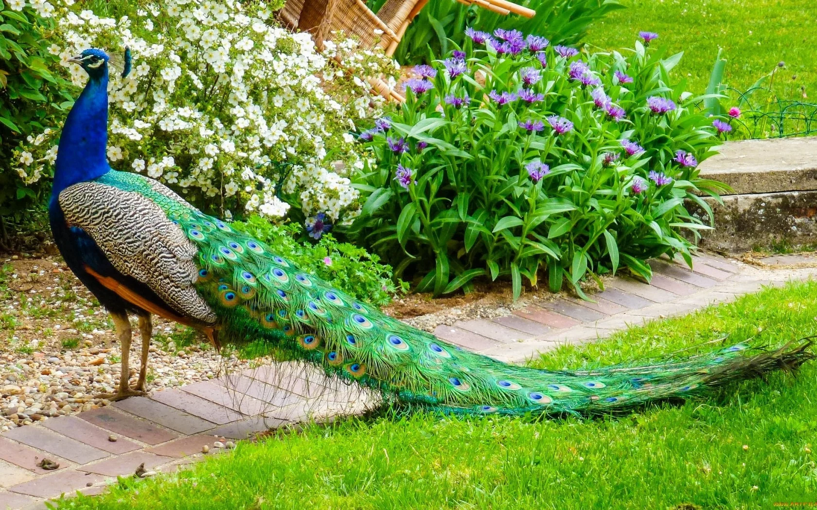 павлин, птица, перья, природа, цветы, хвост
