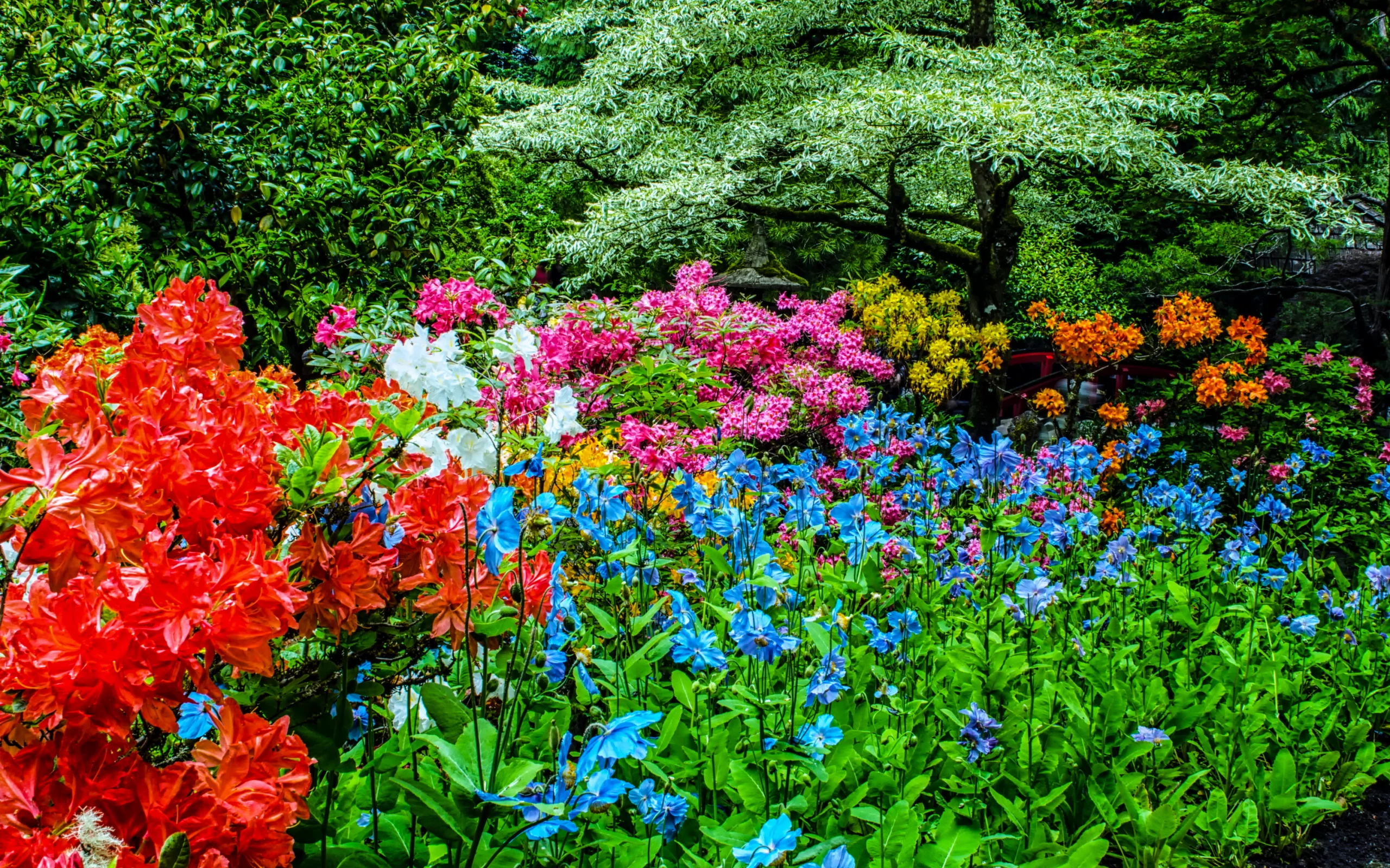 канада, сады, рододендрон, butchart gardens, природа
