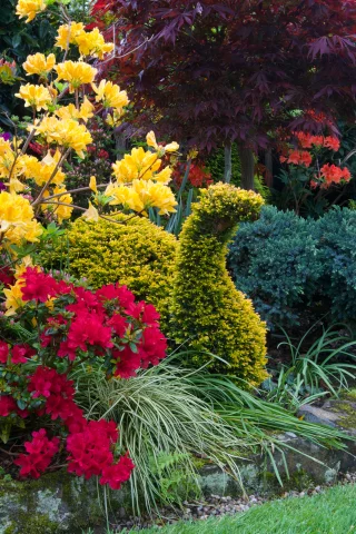 англия, парки, рододендрон, walsall garden, дизайн, кусты, природа