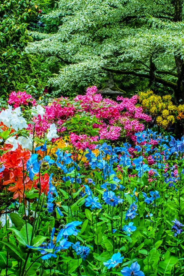 канада, сады, рододендрон, butchart gardens, природа