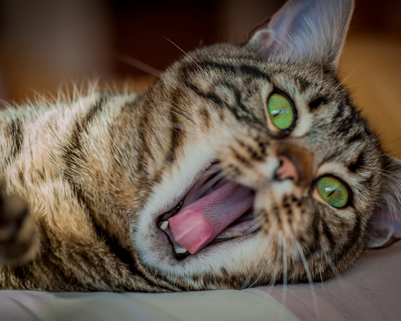 кот, взгляд, кошка