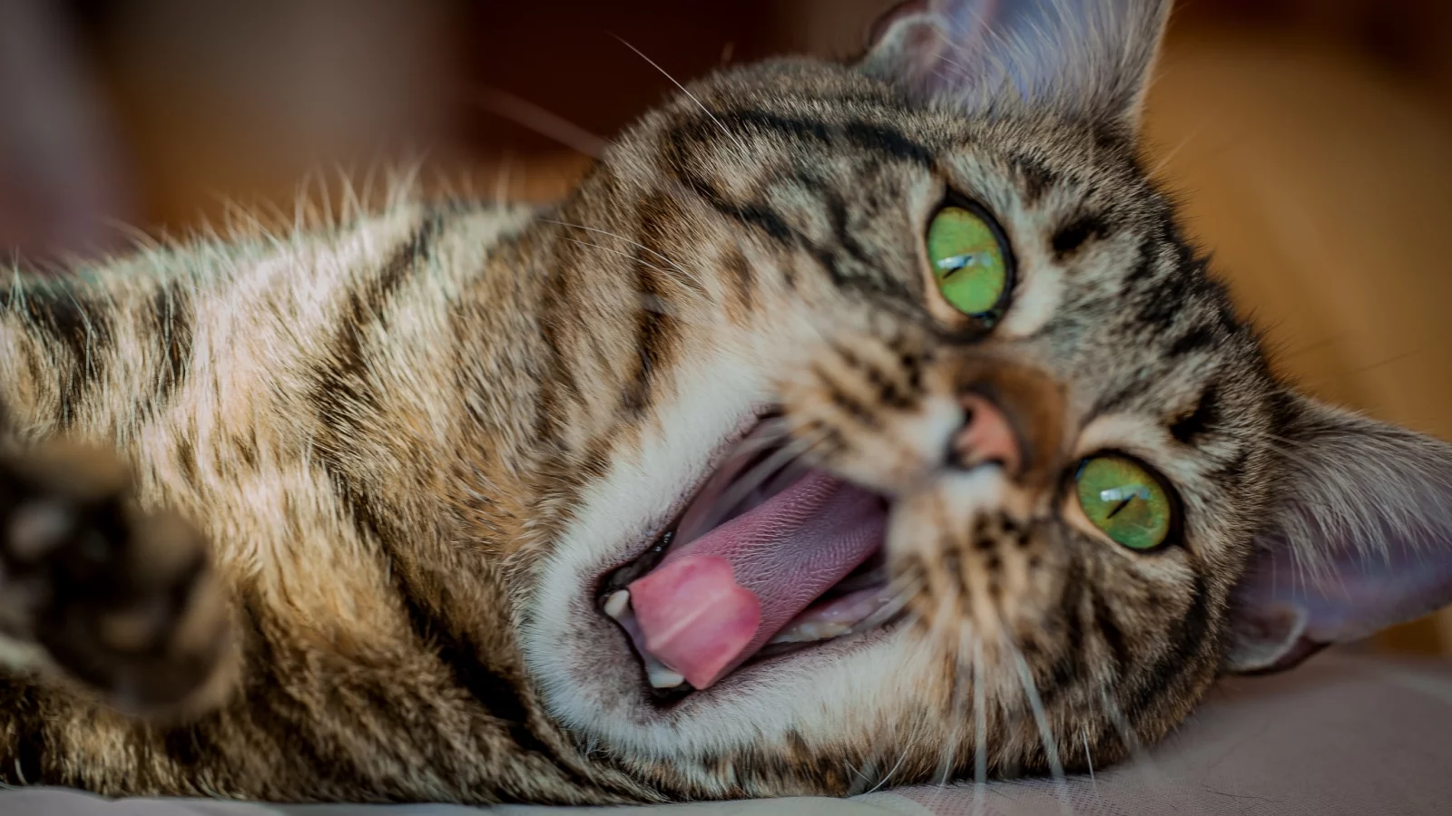кот, взгляд, кошка
