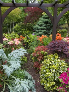 англия, сады, рододендрон, walsall garden, кусты, природа