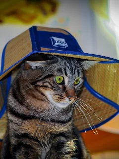кот, взгляд, кошка
