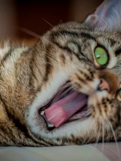 кот, взгляд, кошка