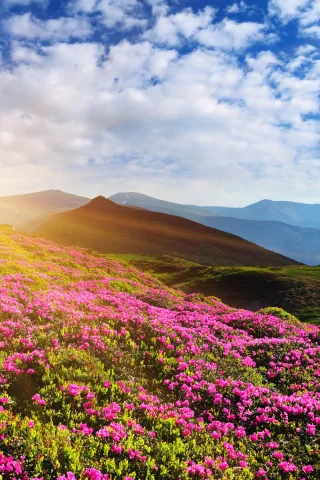 пейзаж, рассветы и закаты, горы, рододендрон, небо