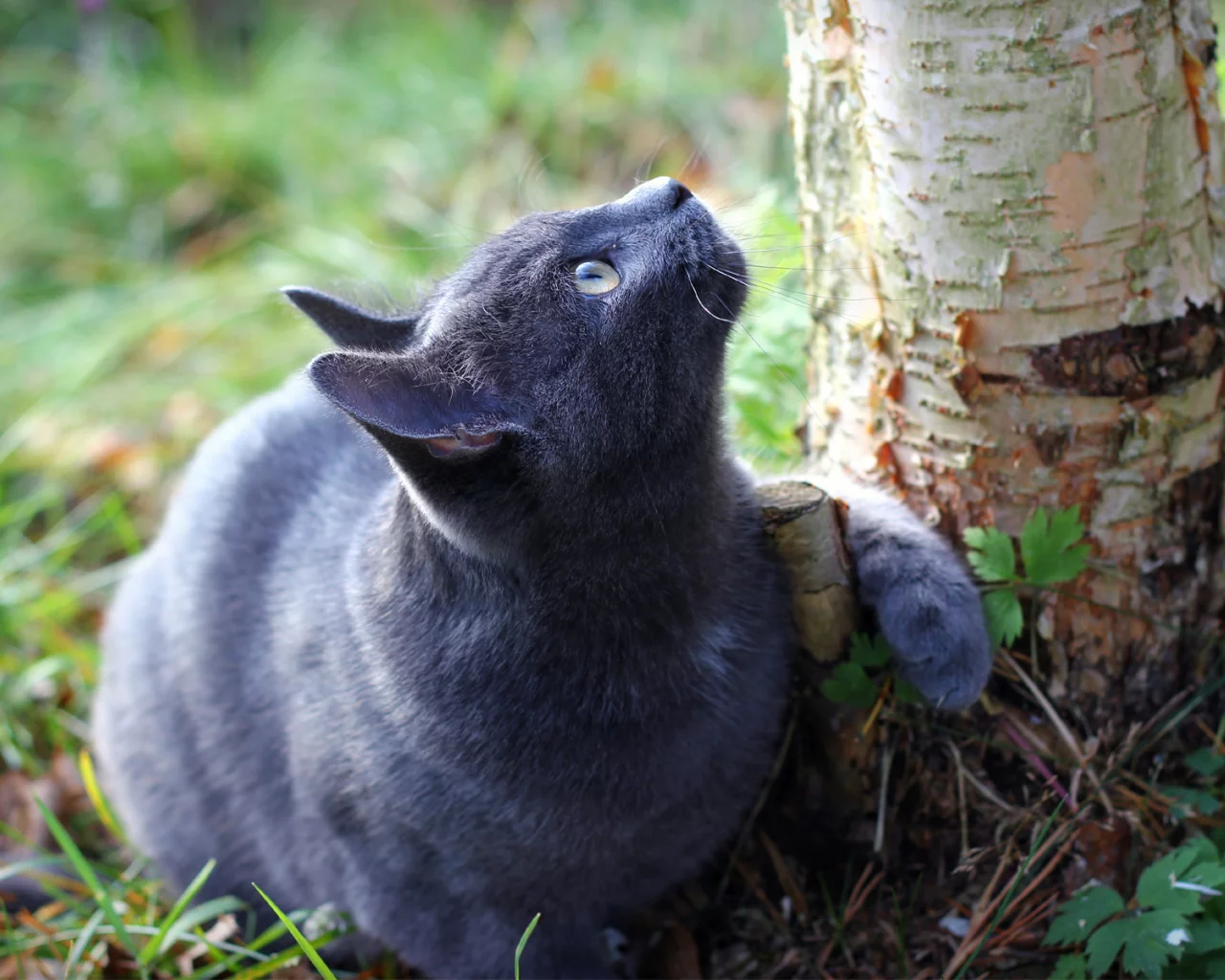 кошка, земля, трава, ствол, дерево