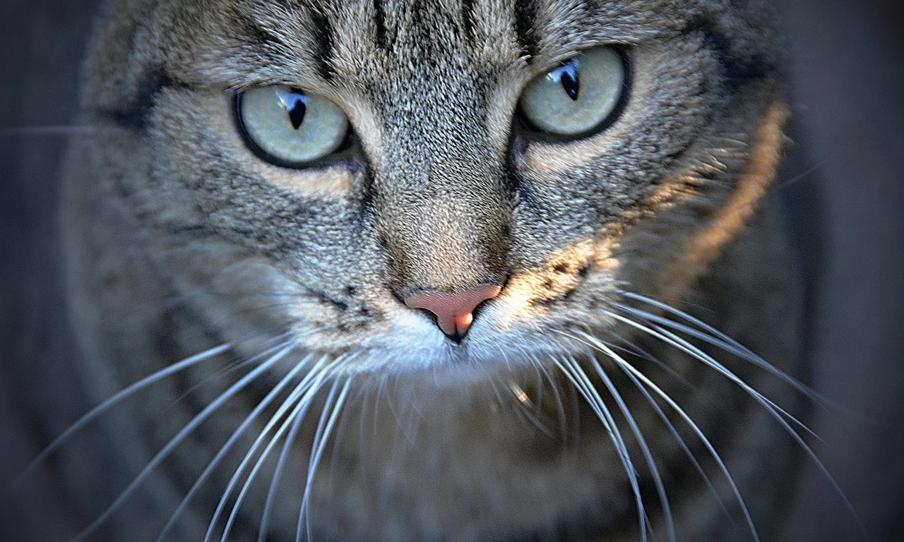 крупный план, кот