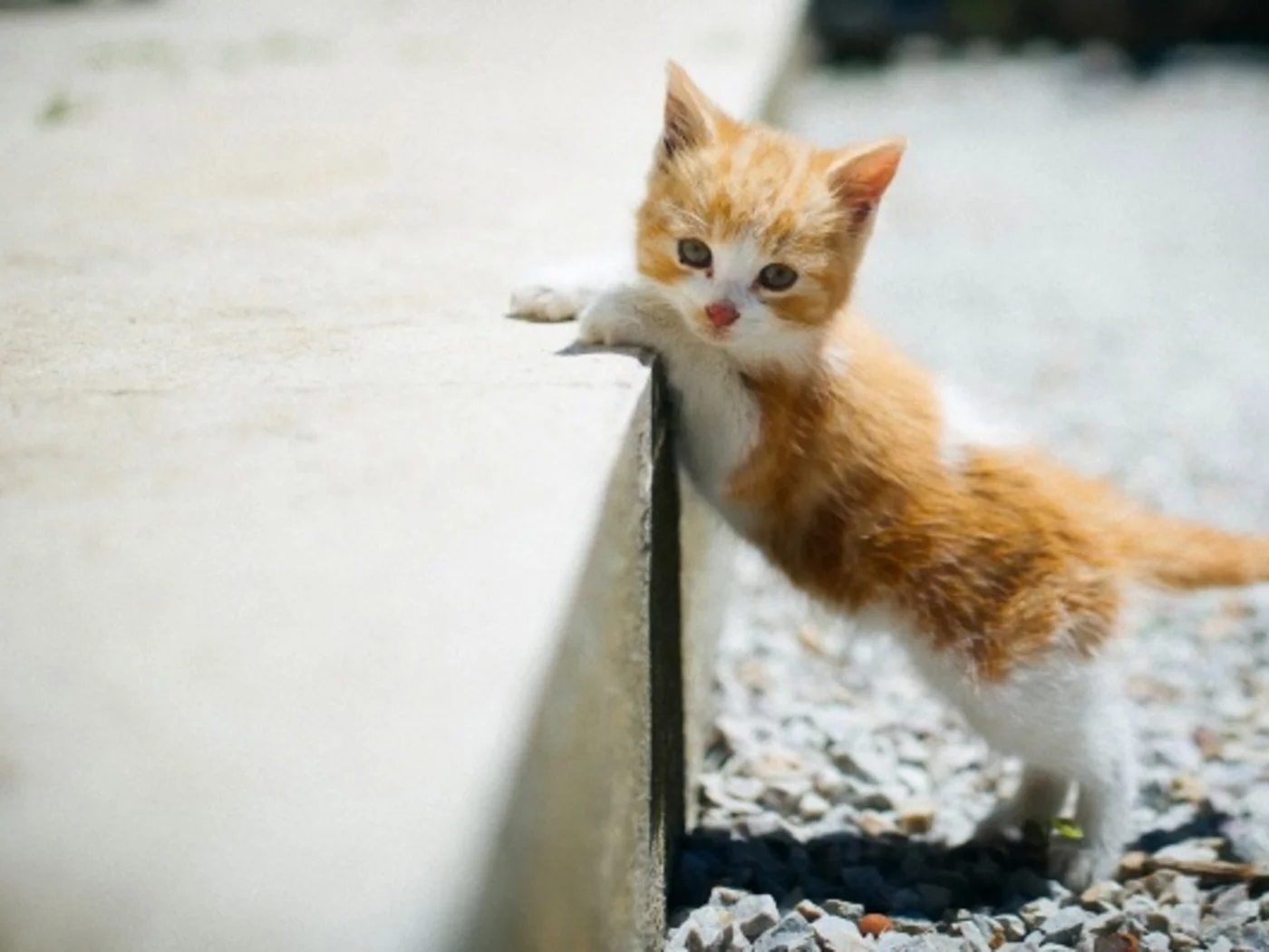 котёнок, малыш, рыжий
