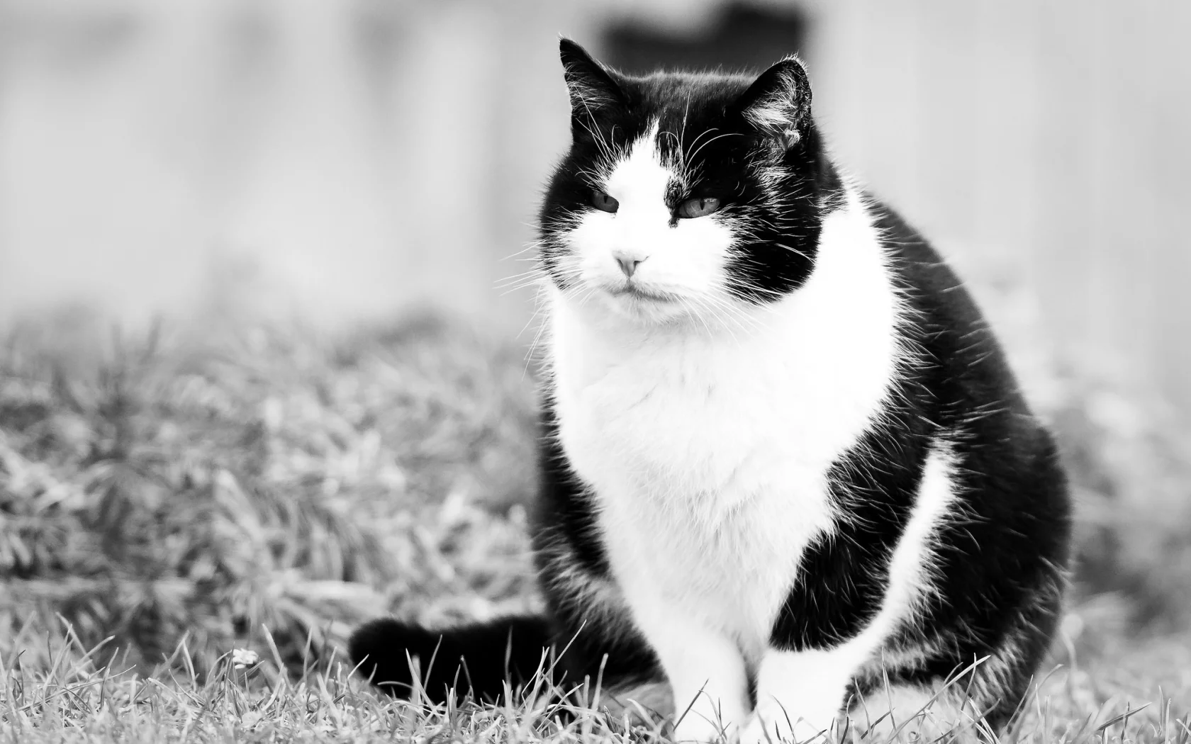 взгляд, киска, кот, чернобелые, котэ