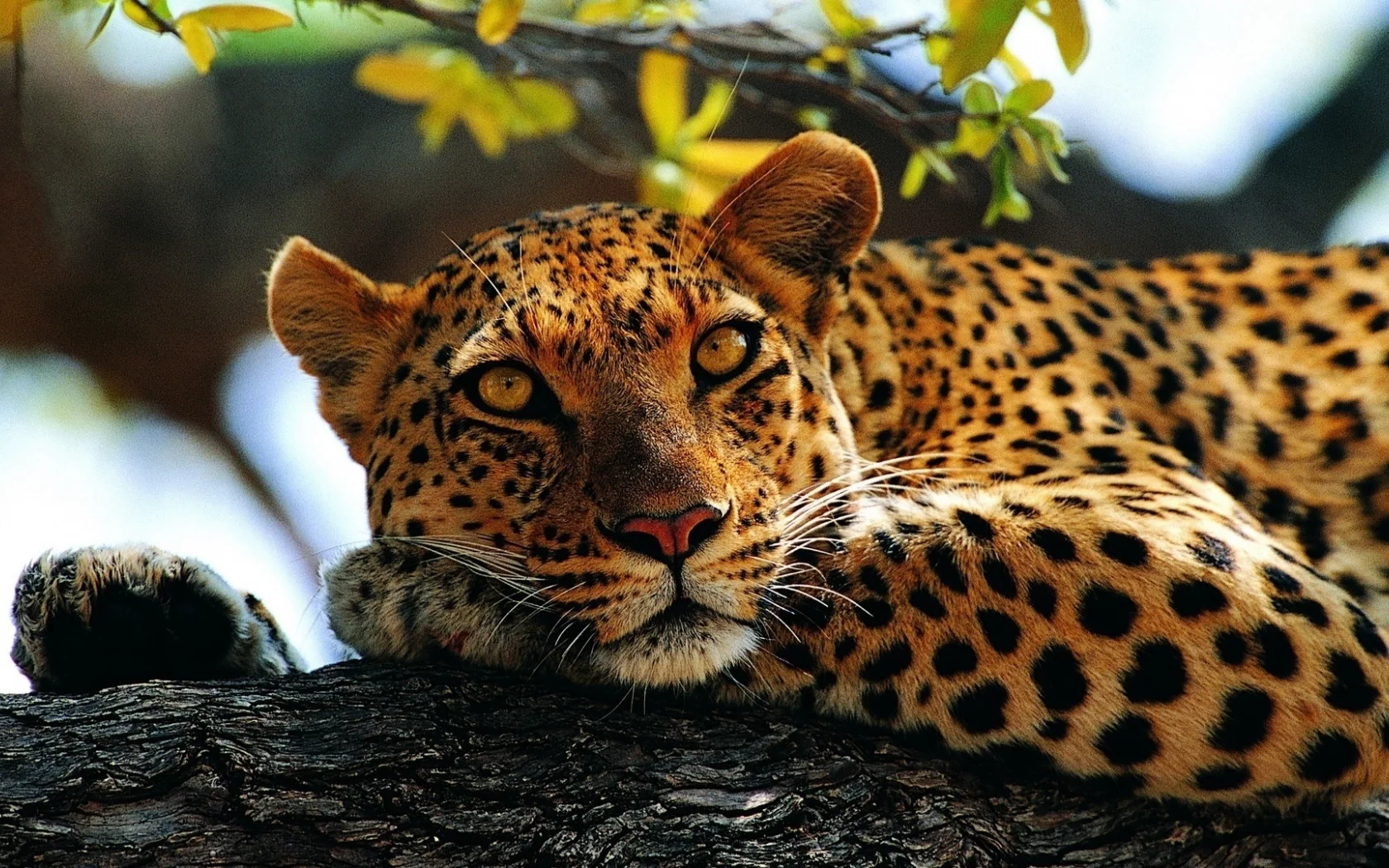 кошки, леопард
