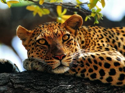 кошки, леопард