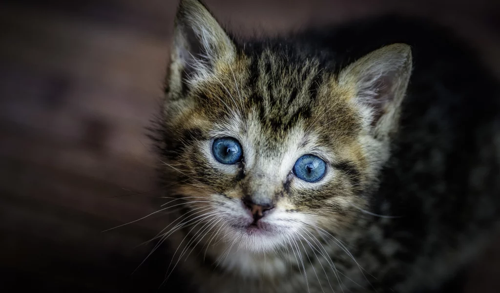 котёнок, взгляд